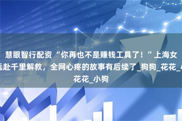 慧眼智行配资 “你再也不是赚钱工具了！”上海女生远赴千里解救，全网心疼的故事有后续了_狗狗_花花_小狗